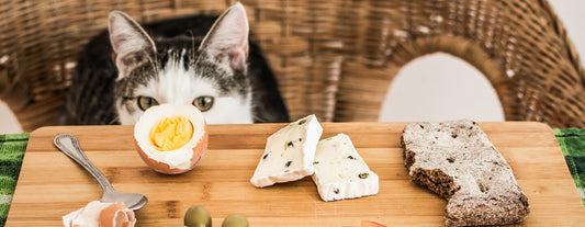 Consideraciones alimenticias para gatos.