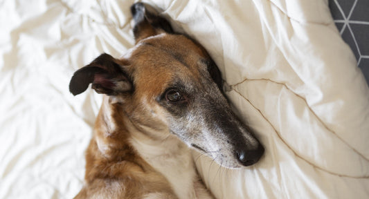 ¿Tu perro senior duerme cómodamente?