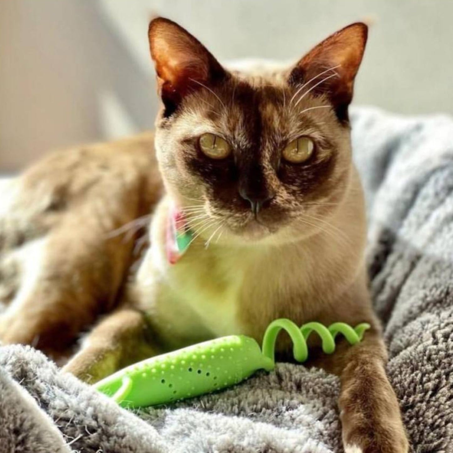 Gigwi Roll Tailed Ratón Verde con Catnip - Juguete para Gatos