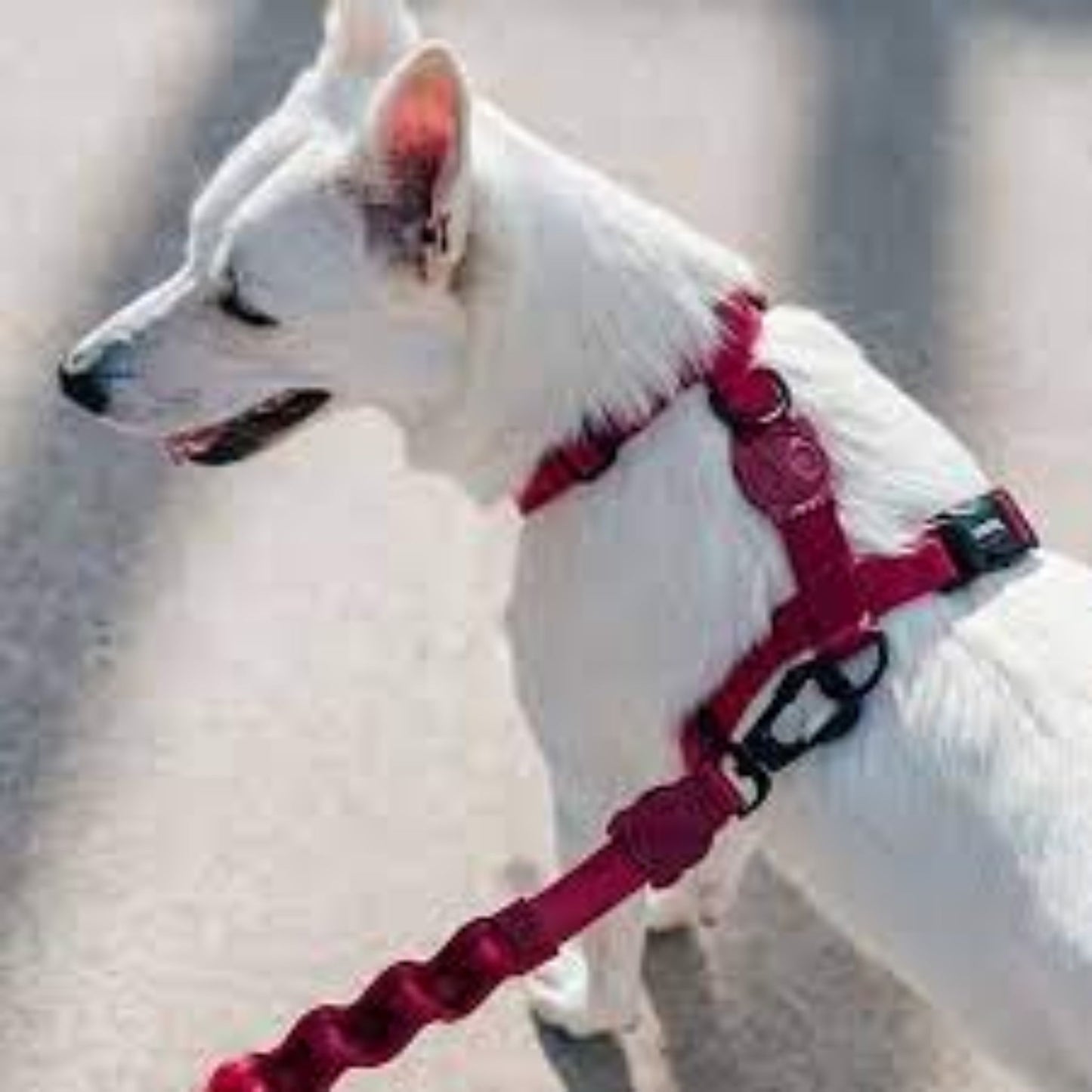 ZEEDOG Bordeau H-Harness Medium
