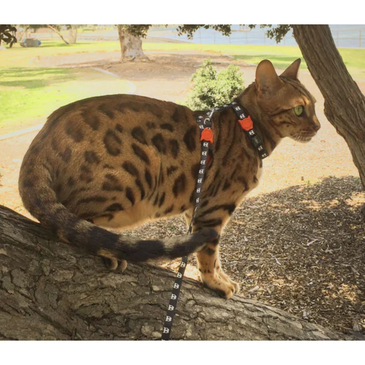 Zee.Cat Skull Harness Leash Set