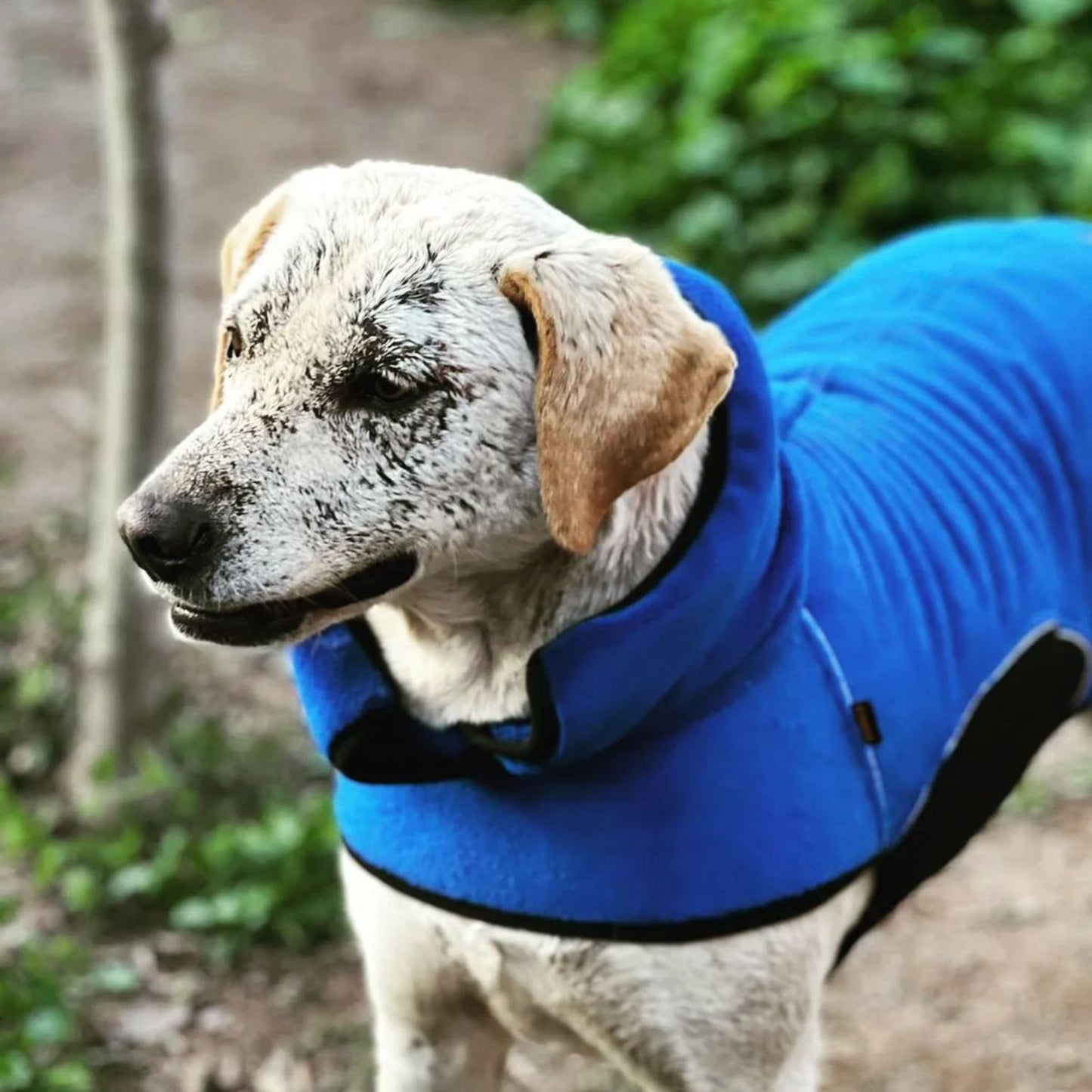 Chaqueta Onix Sherpa Azul