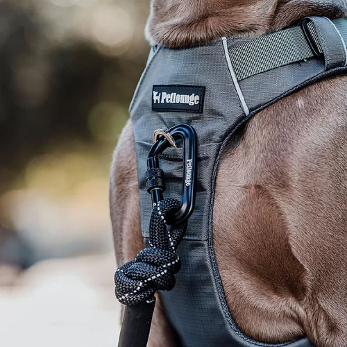 PetLounge Correa de Alta Resistencia 1.8 mt Negra