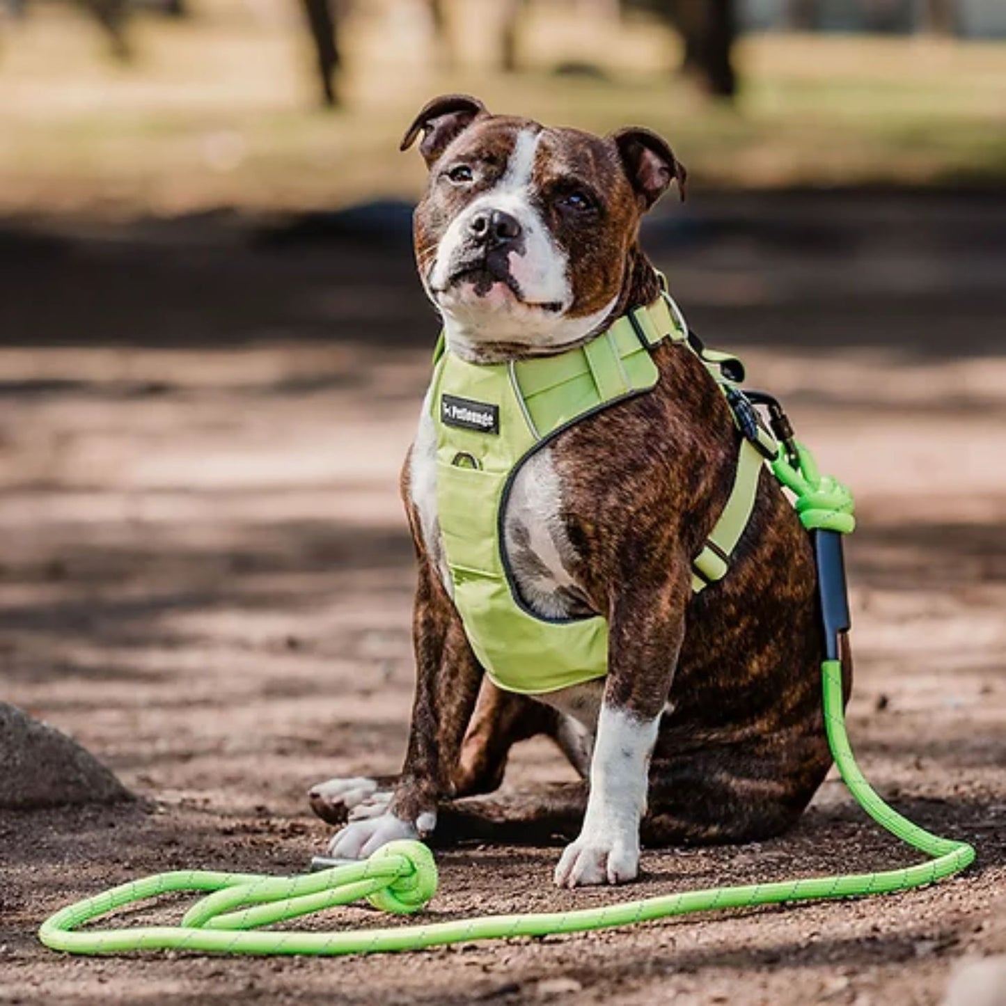 PetLounge Correa de Alta Resistencia 1.8 mt Verde