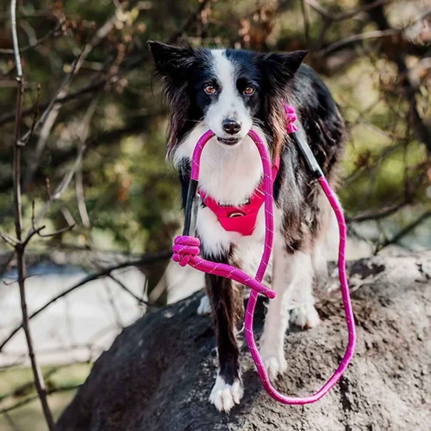 PetLounge Correa de Alta Resistencia 1.8 mt Rosada