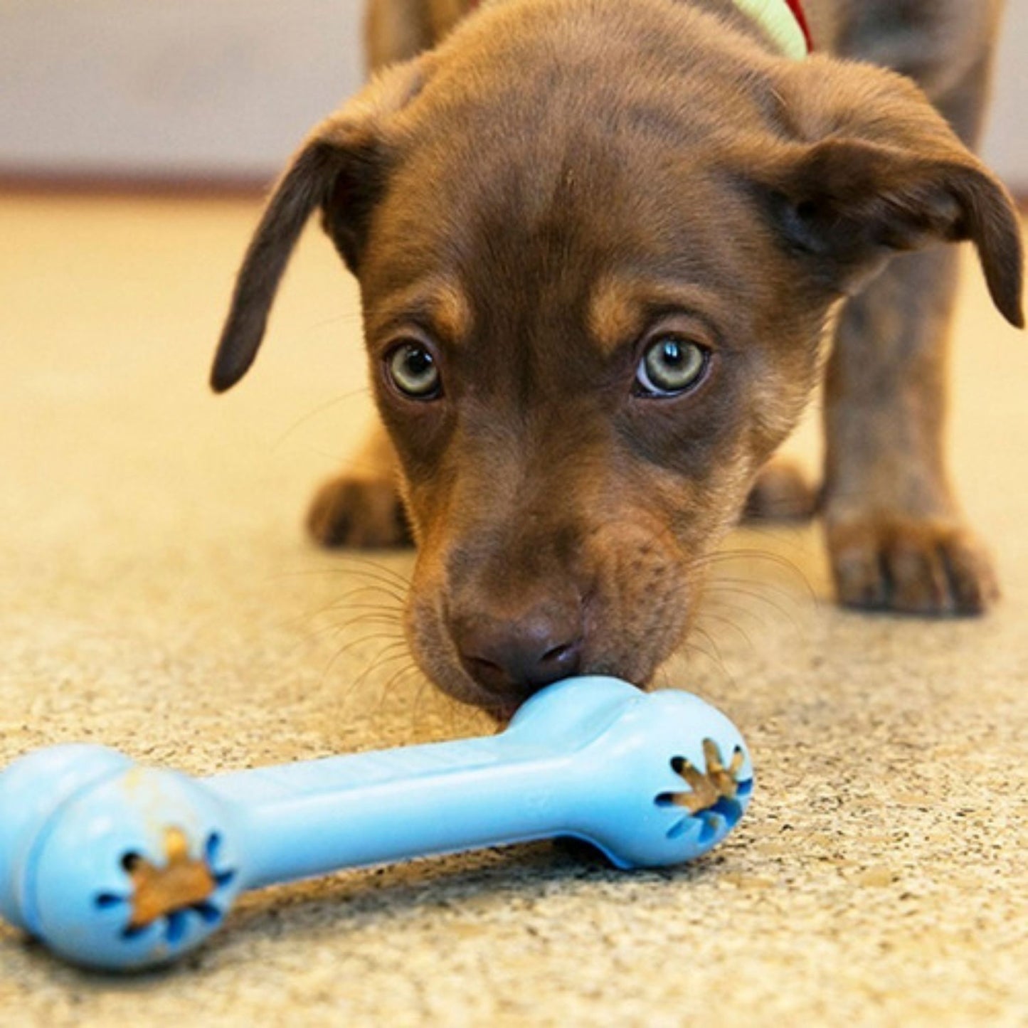 KONG Goodie Bone Puppy