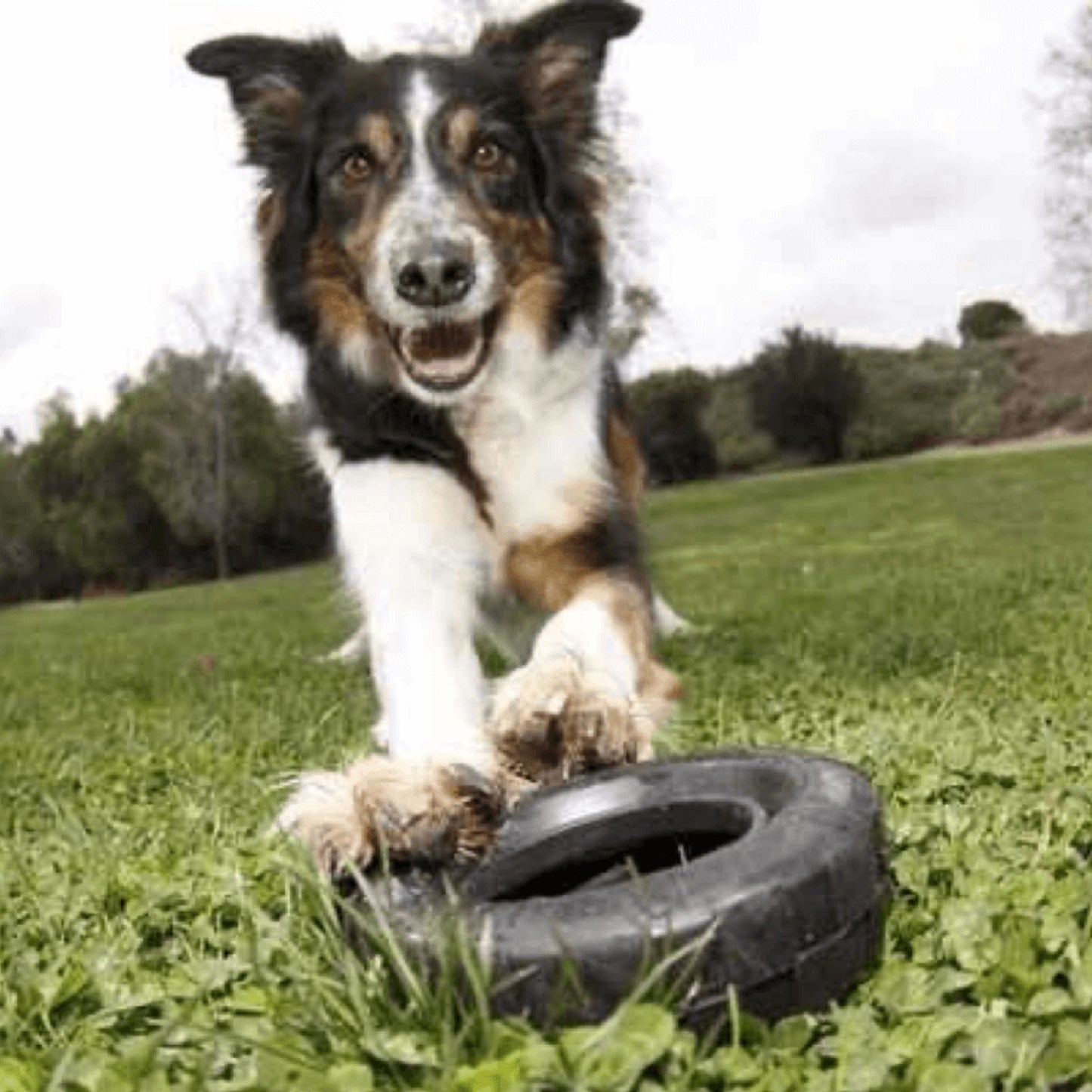 KONG Tires