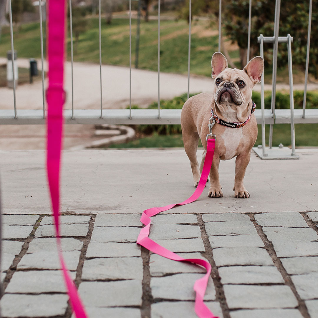 PetLounge Correa 5 mt Fucsia