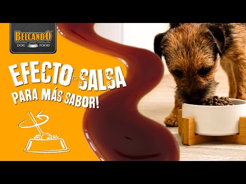 Alimento para Perros Belcando Finest Gf Senior 12.5 kg