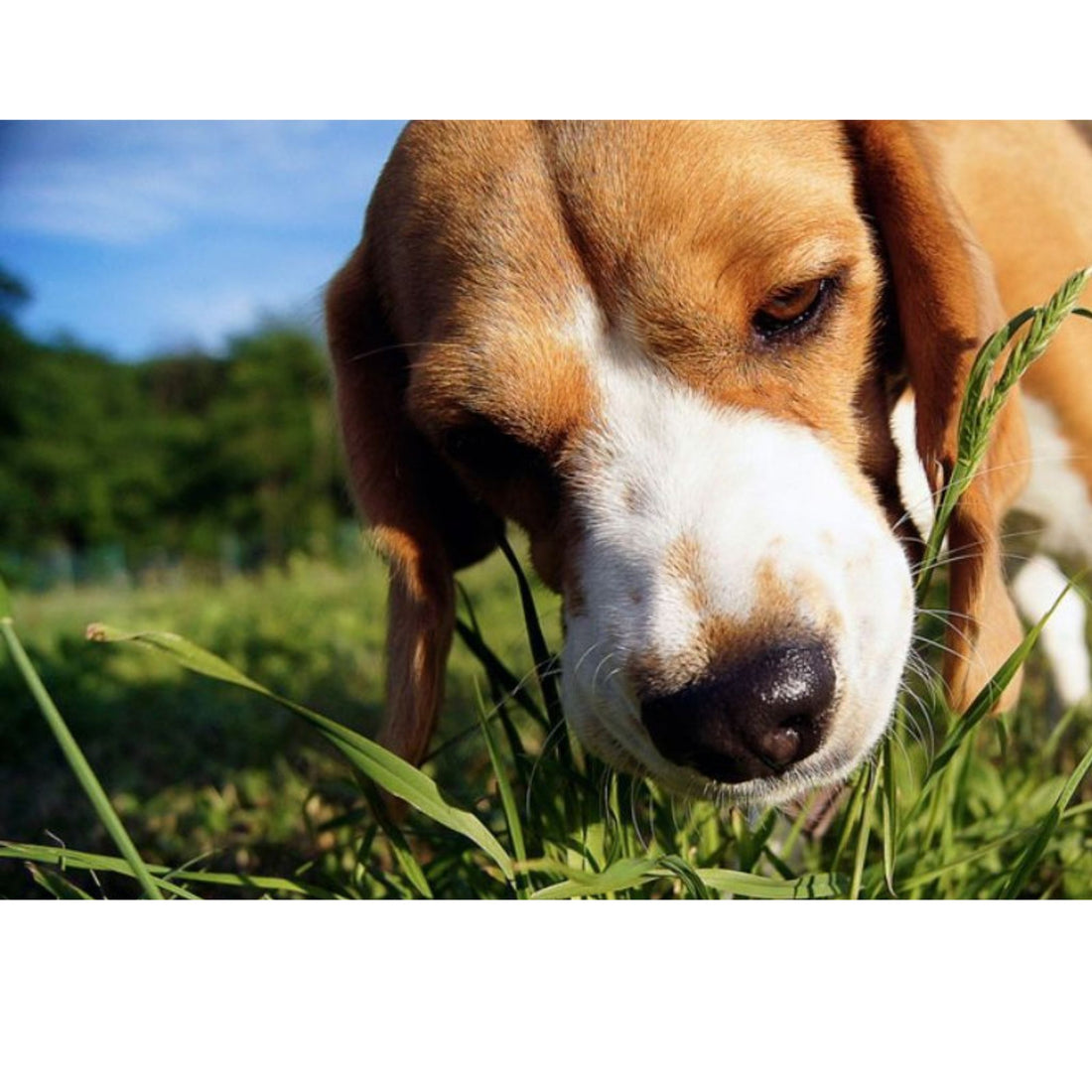 Por qué los perros consumen hierba? El misterio detrás de este comportamiento