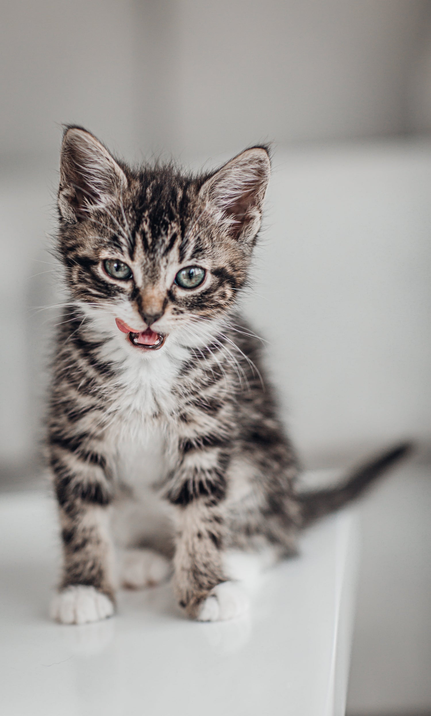 Gatos kitten