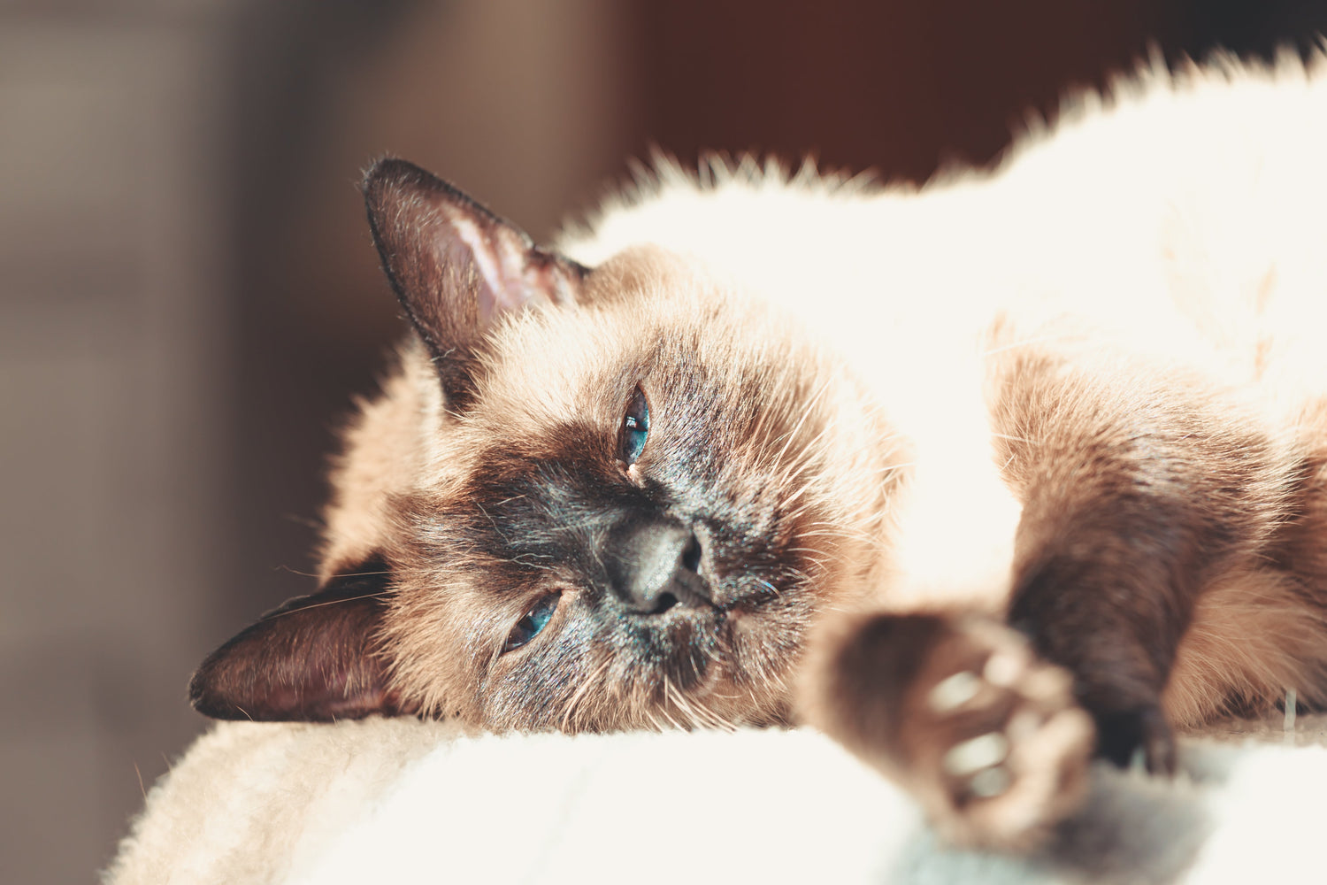 Gatos Senior