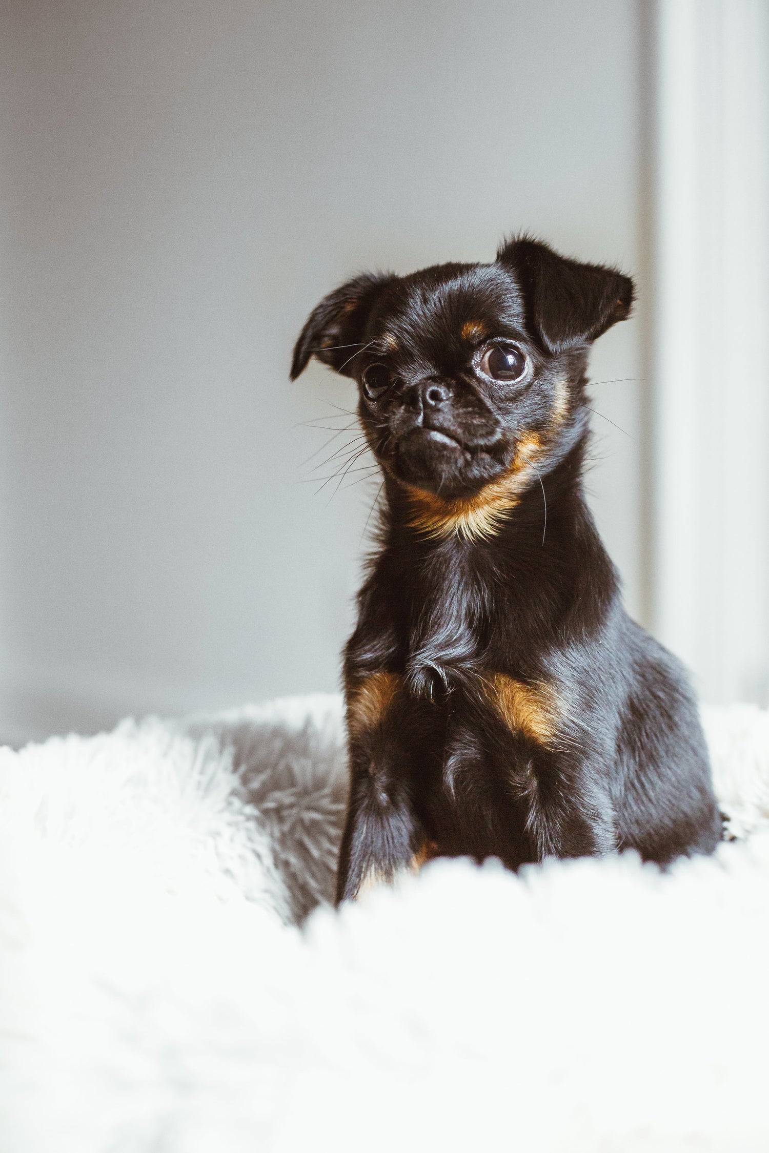 Puppy