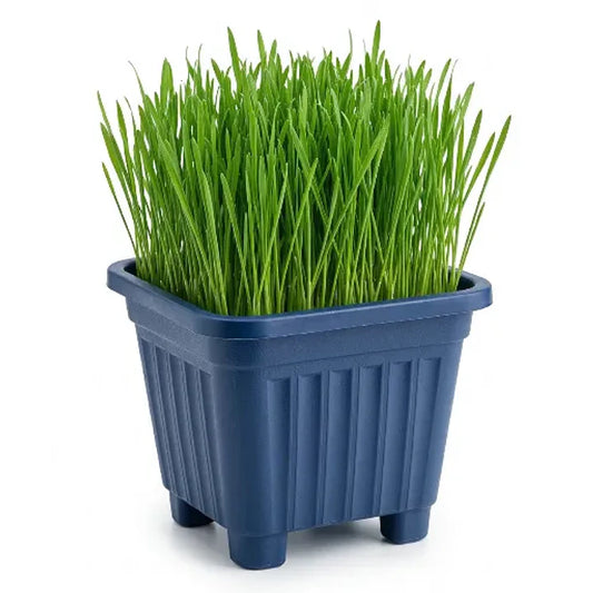 Pasto para Gatos (De Hierba Gatera Natural) - Anti Bolas de Pelo maceta 15x15 cm