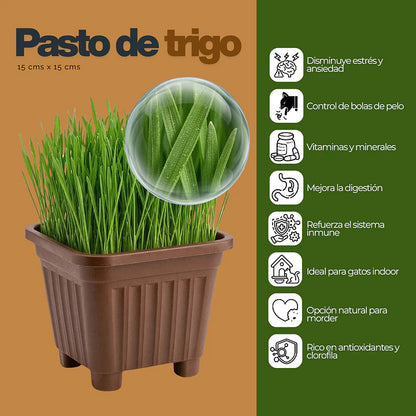 Pasto para Gatos (De Hierba Gatera Natural) - Anti Bolas de Pelo maceta 15x15 cm