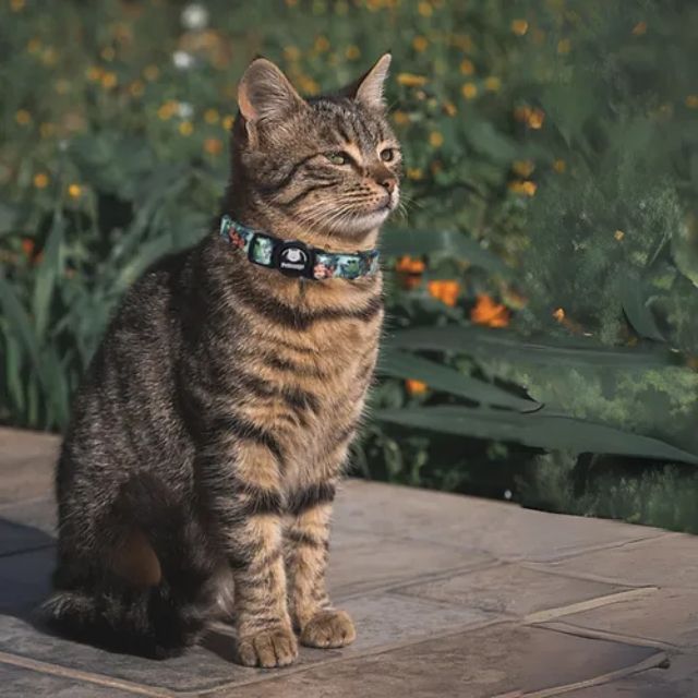 PetLounge Collar para Gato - Blue Parrots