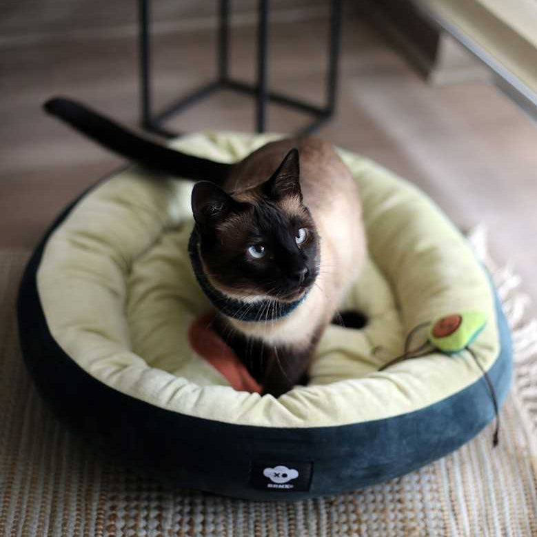 cama para gatos
