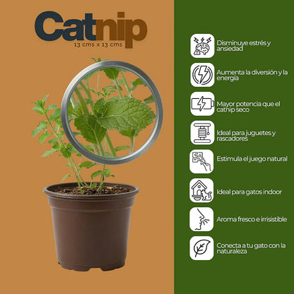 Catnip Vivo para Gatos (Hierba Gatera Natural)