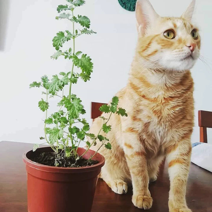 Catnip Vivo para Gatos (Hierba Gatera Natural)