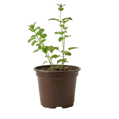 Catnip Vivo para Gatos (Hierba Gatera Natural)