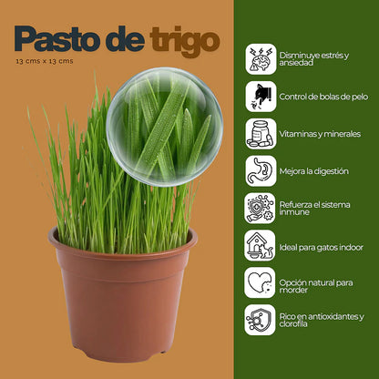 Pasto para Gatos en Maceta 13 cm (De Hierba Gatera Natural) - Anti Bolas de Pelo