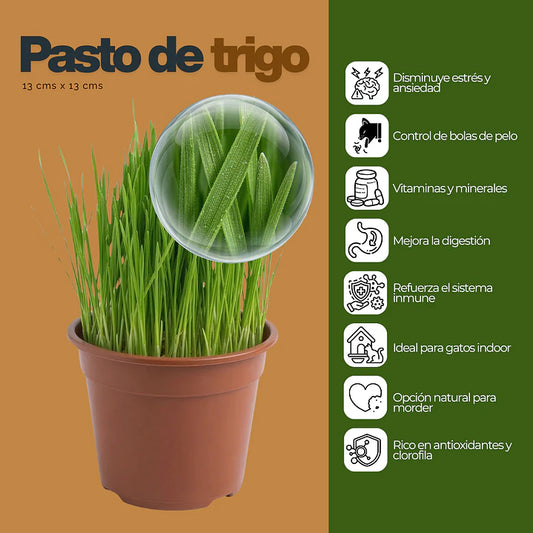 Pasto para Gatos en Maceta 13 cm (De Hierba Gatera Natural) - Anti Bolas de Pelo