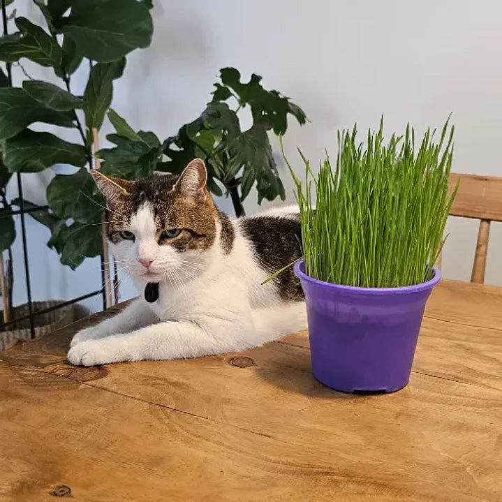 Pasto para Gatos en Maceta 13 cm (De Hierba Gatera Natural) - Anti Bolas de Pelo