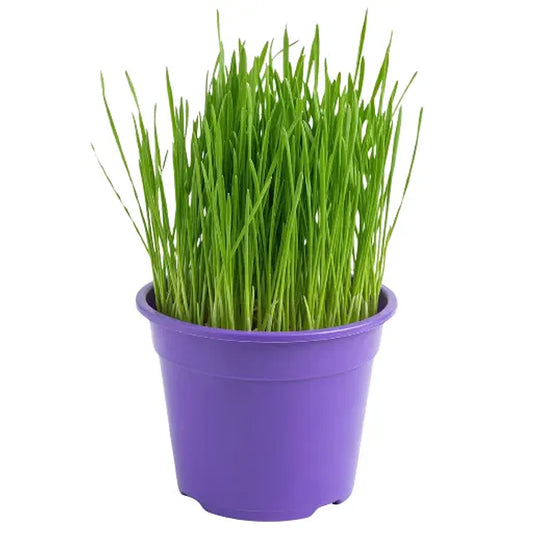 Pasto para Gatos en Maceta 13 cm (De Hierba Gatera Natural) - Anti Bolas de Pelo